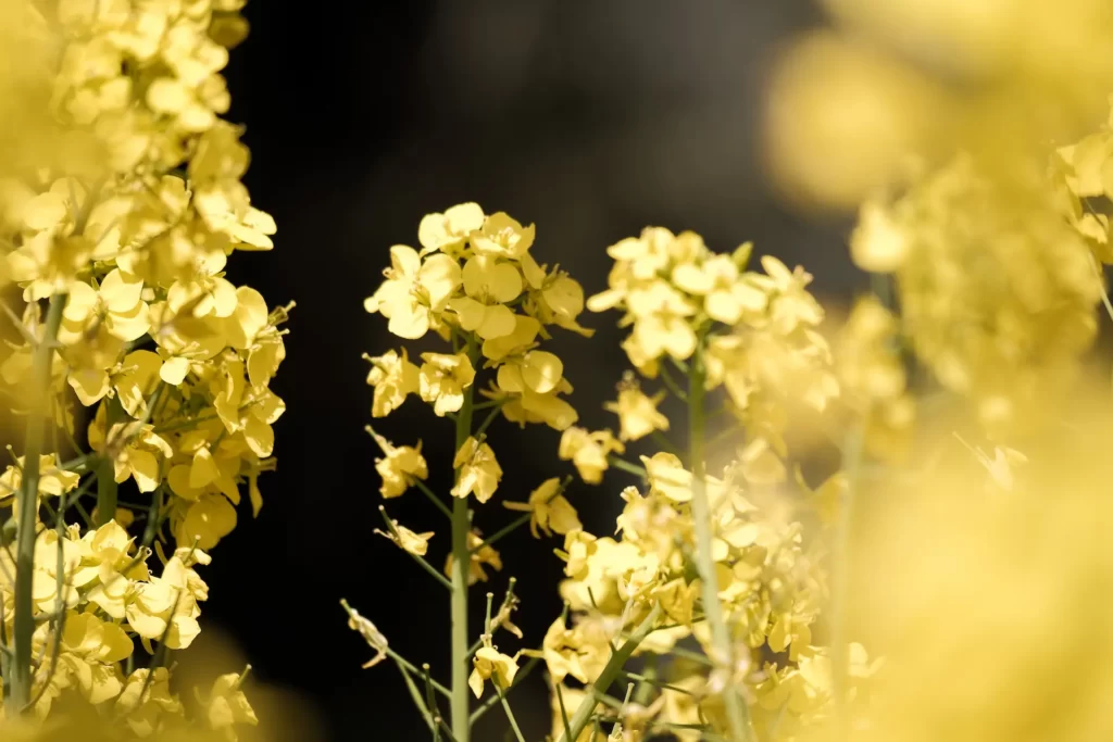 菜の花