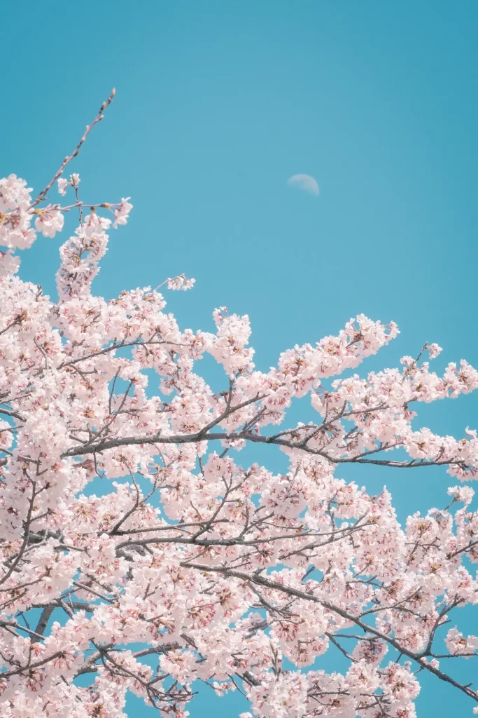 桜と月と青空